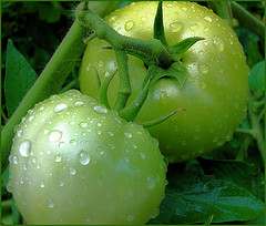 How To Store Fresh Green Tomatoes